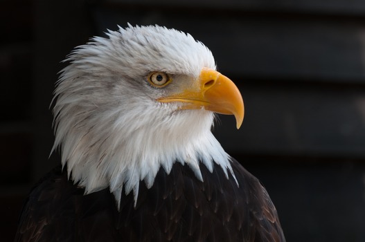 bald-eagles-bald-eagle-bird-of-prey-adler-53581-medium.jpeg